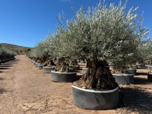 Oliwka Olea Europaea Bonsaï mrozoodporna - 250 cm - Drzewo oliwne w wieku 275 lat - owocujące