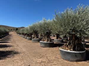 Oliwka Olea Europaea Bonsaï mrozoodporna - 250 cm - Drzewo oliwne w wieku 275 lat - owocujące
