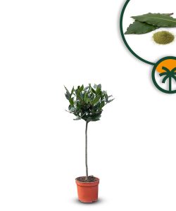 Laurus nobilis na pniu - Laurus nobilis - 60 cm
