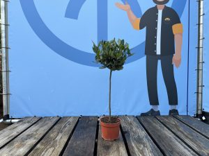Laurus nobilis na pniu - Laurus nobilis - 60 cm