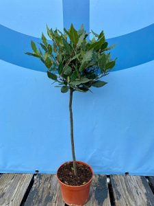 Laurus nobilis na pniu - Laurus nobilis - 60 cm