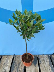 Laurus nobilis na pniu - Laurus nobilis - 60 cm