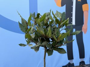 Laurus nobilis na pniu - Laurus nobilis - 60 cm