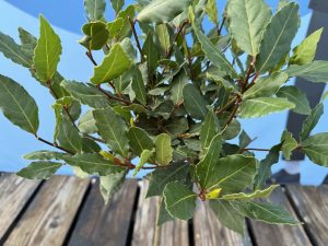Laurus nobilis na pniu - Laurus nobilis - 60 cm