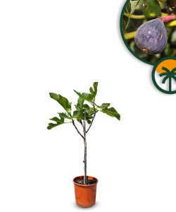 Drzewo figowe na pniu - Ficus carica - 100 cm