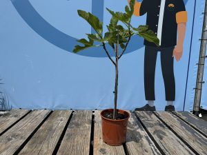 Drzewo figowe na pniu - Ficus carica - 100 cm