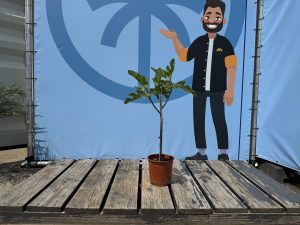 Drzewo figowe na pniu - Ficus carica - 100 cm