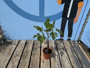 Drzewo figowe na pniu - Ficus carica - 100 cm