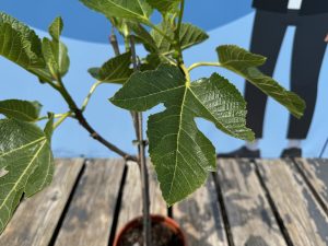 Drzewo figowe na pniu - Ficus carica - 100 cm