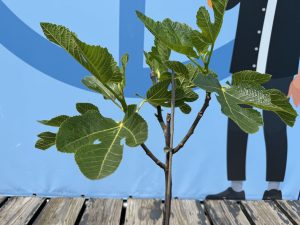 Drzewo figowe na pniu - Ficus carica - 100 cm