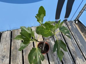 Drzewo figowe na pniu - Ficus carica - 100 cm