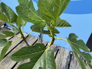 Drzewo figowe na pniu - Ficus carica - 100 cm