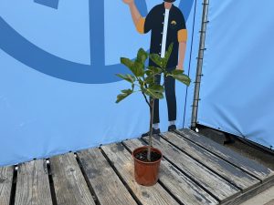 Drzewo figowe na pniu - Ficus carica - 100 cm