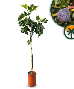 Drzewo figowe - Ficus carica - na pniu - 160 cm