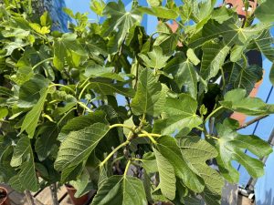 Drzewo figowe - Ficus carica - na pniu - 160 cm