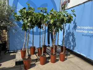 Drzewo figowe - Ficus carica - na pniu - 160 cm