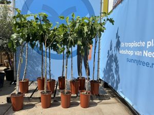 Drzewo figowe - Ficus carica - na pniu - 160 cm