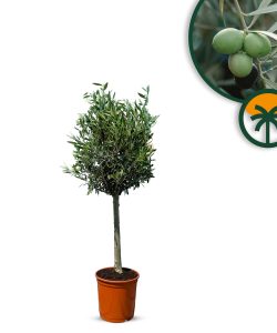 Drzewko oliwne - Olea europaea - 100 cm - Gładki pień