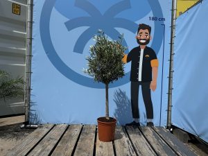 Drzewko oliwne - Olea europaea - 100 cm - Gładki pień