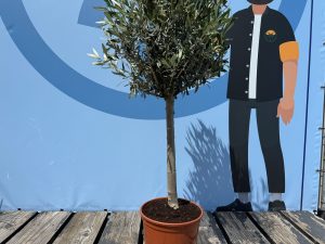Drzewko oliwne - Olea europaea - 100 cm - Gładki pień