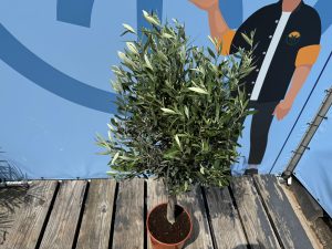 Drzewko oliwne - Olea europaea - 100 cm - Gładki pień