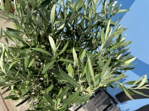 Drzewko oliwne - Olea europaea - 100 cm - Gładki pień
