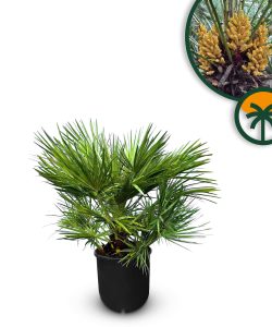 Palma - Chamaerops humilis - 80-100 cm