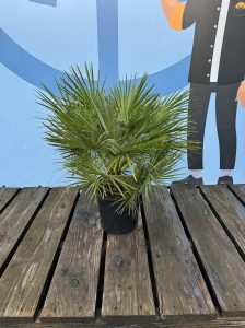 Palma - Chamaerops humilis - 80-100 cm