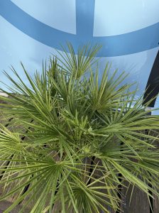 Palma - Chamaerops humilis - 80-100 cm
