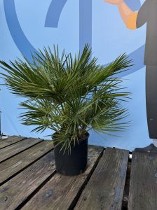 Palma - Chamaerops humilis - 80-100 cm