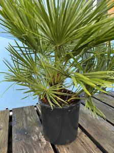 Palma - Chamaerops humilis - 80-100 cm
