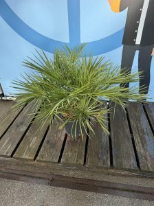 Palma - Chamaerops humilis - 80-100 cm