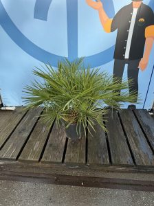 Palma - Chamaerops humilis - 80-100 cm