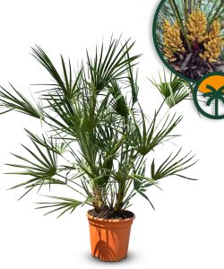 Palma - Chamaerops humilis - 100-120 cm