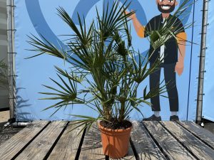 Palma - Chamaerops humilis - 100-120 cm