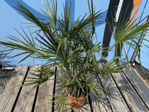 Palma - Chamaerops humilis - 100-120 cm