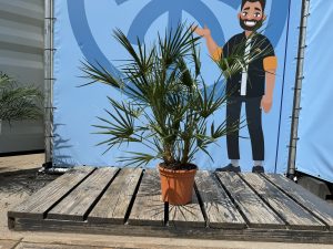 Palma - Chamaerops humilis - 100-120 cm