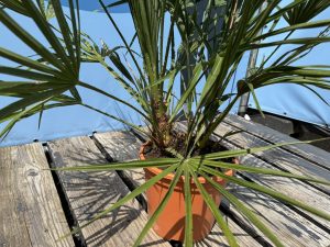 Palma - Chamaerops humilis - 100-120 cm