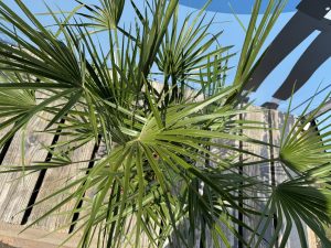 Palma - Chamaerops humilis - 100-120 cm