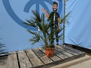 Palma - Chamaerops humilis - 100-120 cm