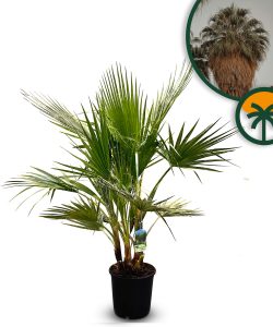 Palma - Washingtonia robusta - wielopniowa - 140 cm