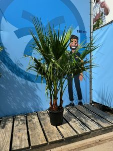 Palma - Washingtonia robusta - wielopniowa - 140 cm