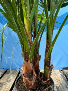 Palma - Washingtonia robusta - wielopniowa - 140 cm