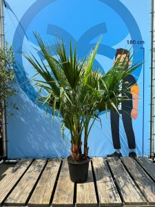 Palma - Washingtonia robusta - wielopniowa - 140 cm