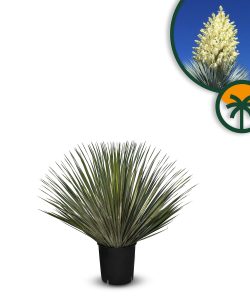 Palma - Yucca rostrata - 70 cm