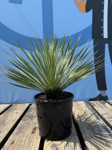 Palma - Yucca rostrata - 70 cm