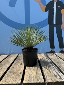 Palma - Yucca rostrata - 70 cm