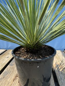 Palma - Yucca rostrata - 70 cm