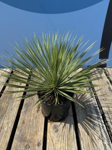 Palma - Yucca rostrata - 70 cm