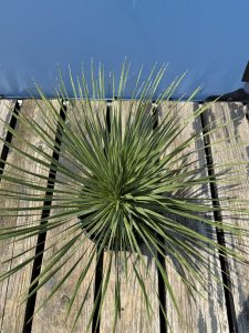 Palma - Yucca rostrata - 70 cm